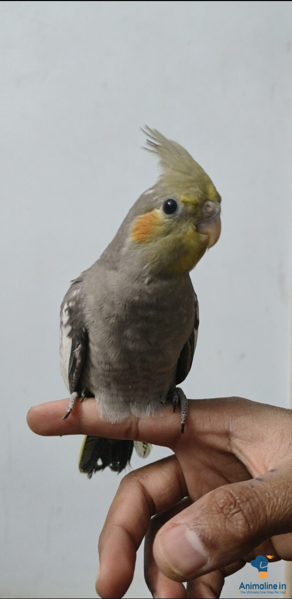 Healthy and Active Female  for Sale