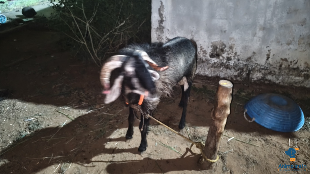 2 ವರ್ಷಗಳು ಮನೆಯಲ್ಲಿ ಸಾಕಿರೋದು ಕುರಿ
