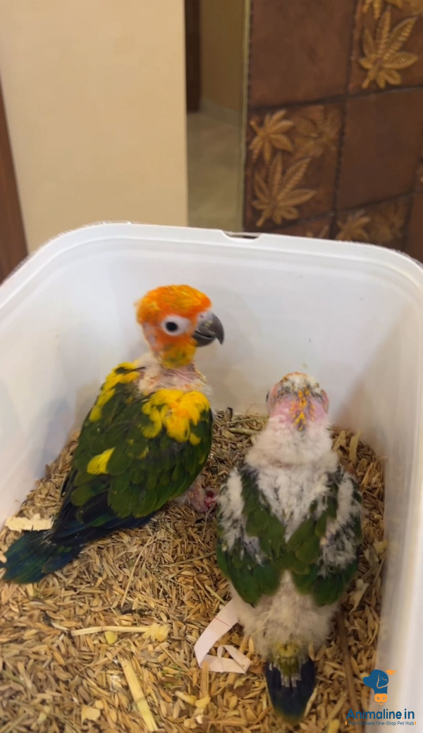 Sunconure handfeeding chick