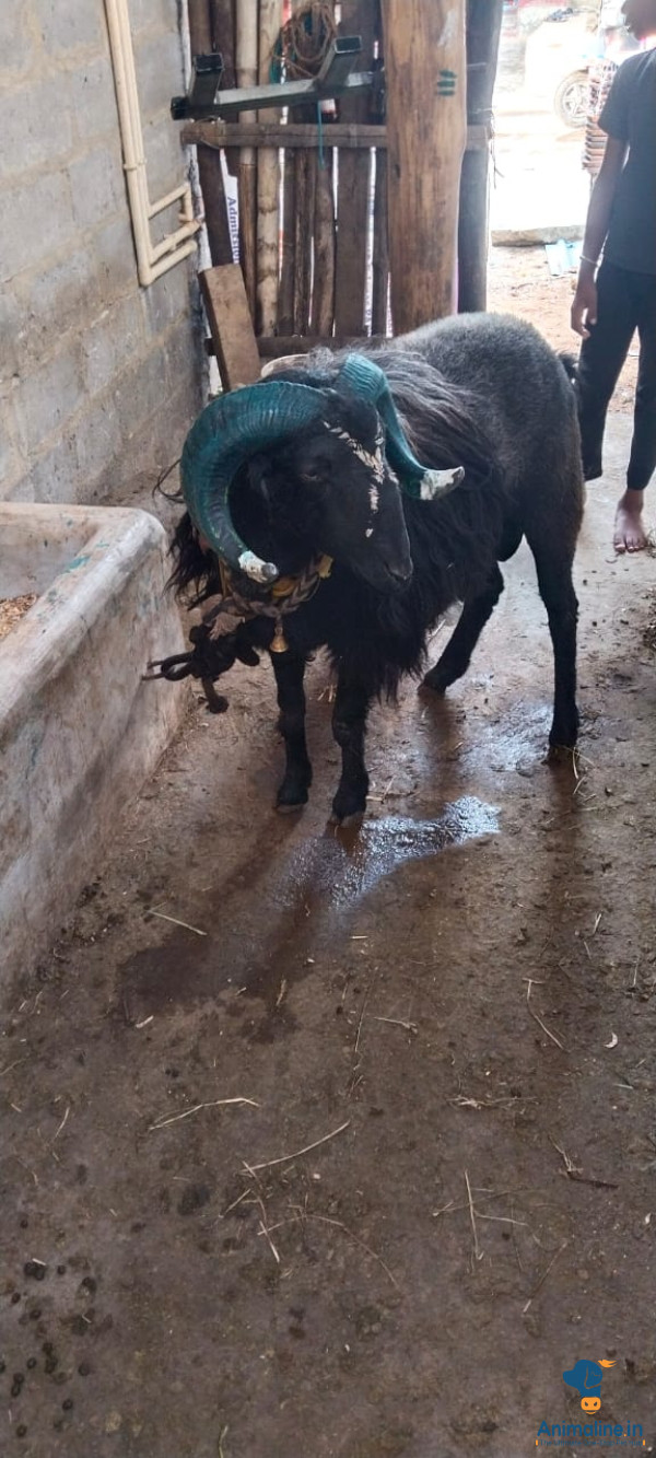 3 ವರುಷದ ಕುರಿ