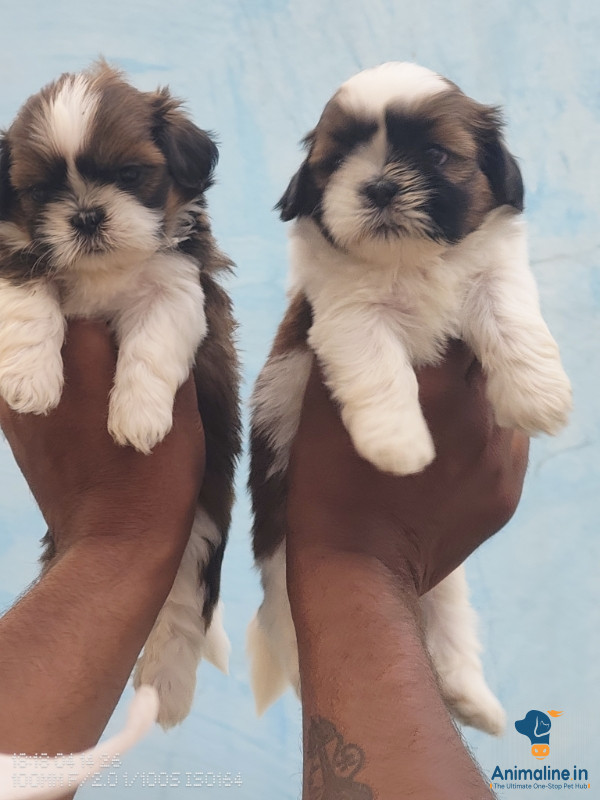 1 month shiju puppy 1female price