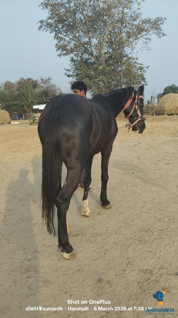 ಆರೂವರೆ ವರ್ಷದ ಪುರುಷ ಕುದುರೆ