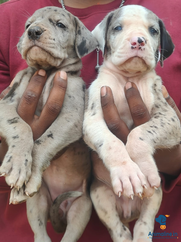 Dane puppy's 