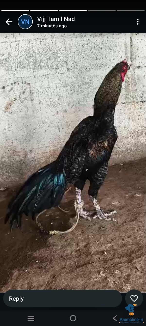 Healthy and Active Male Aseel for Sale