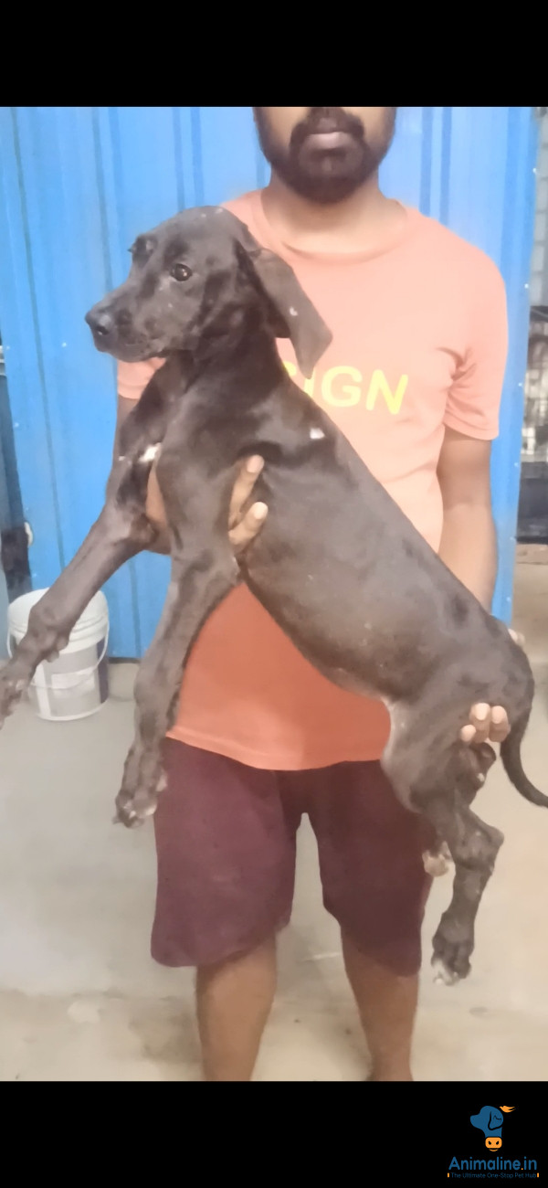 ಪ್ರೀಮಿಯಂ Great dane ನಾಯಿ {}