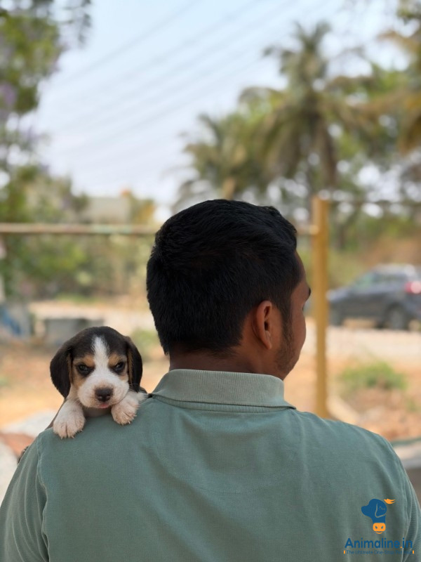 Healthy and Active Male&Females Beagle for Sale