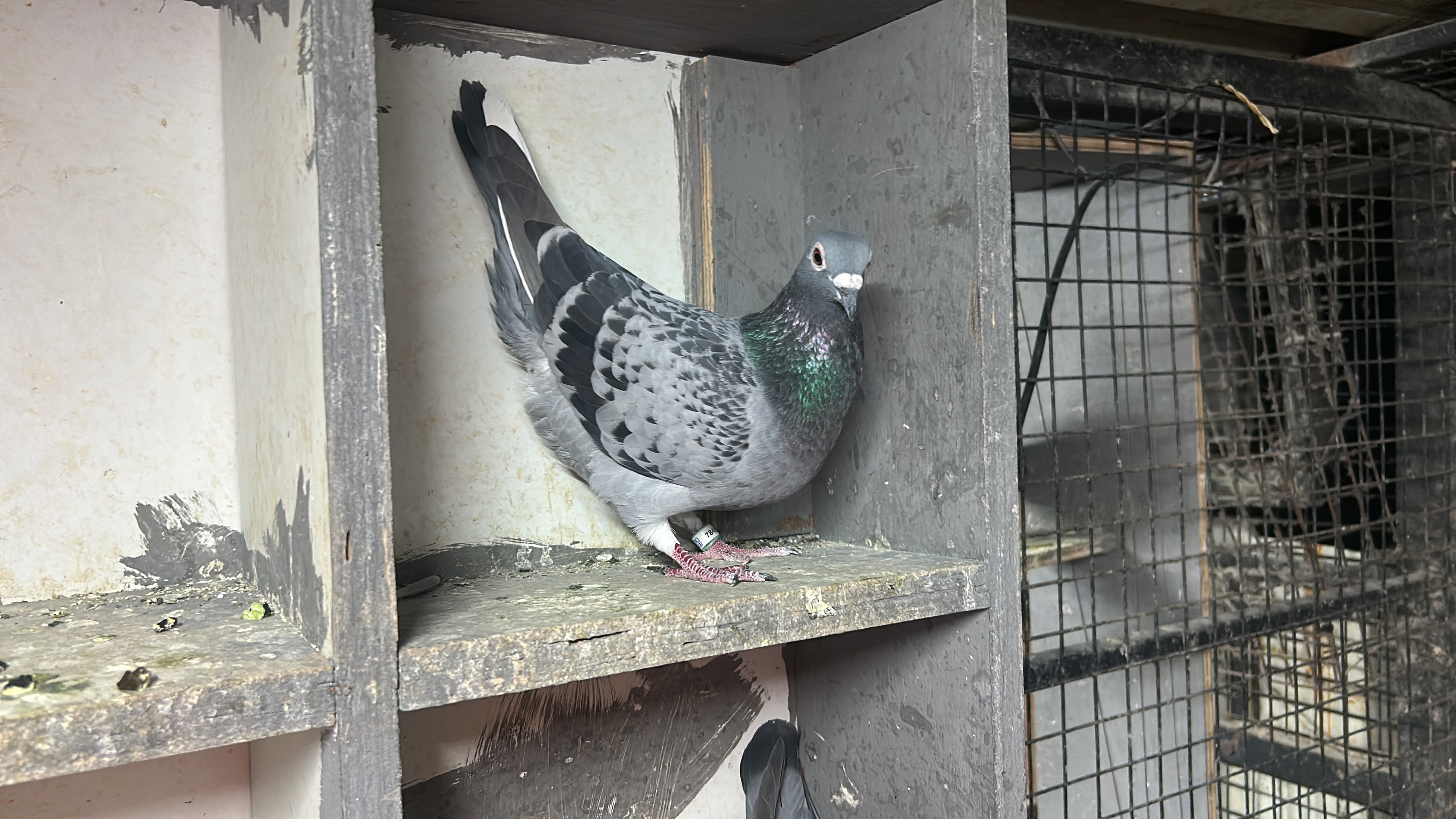 Homing pigeon 