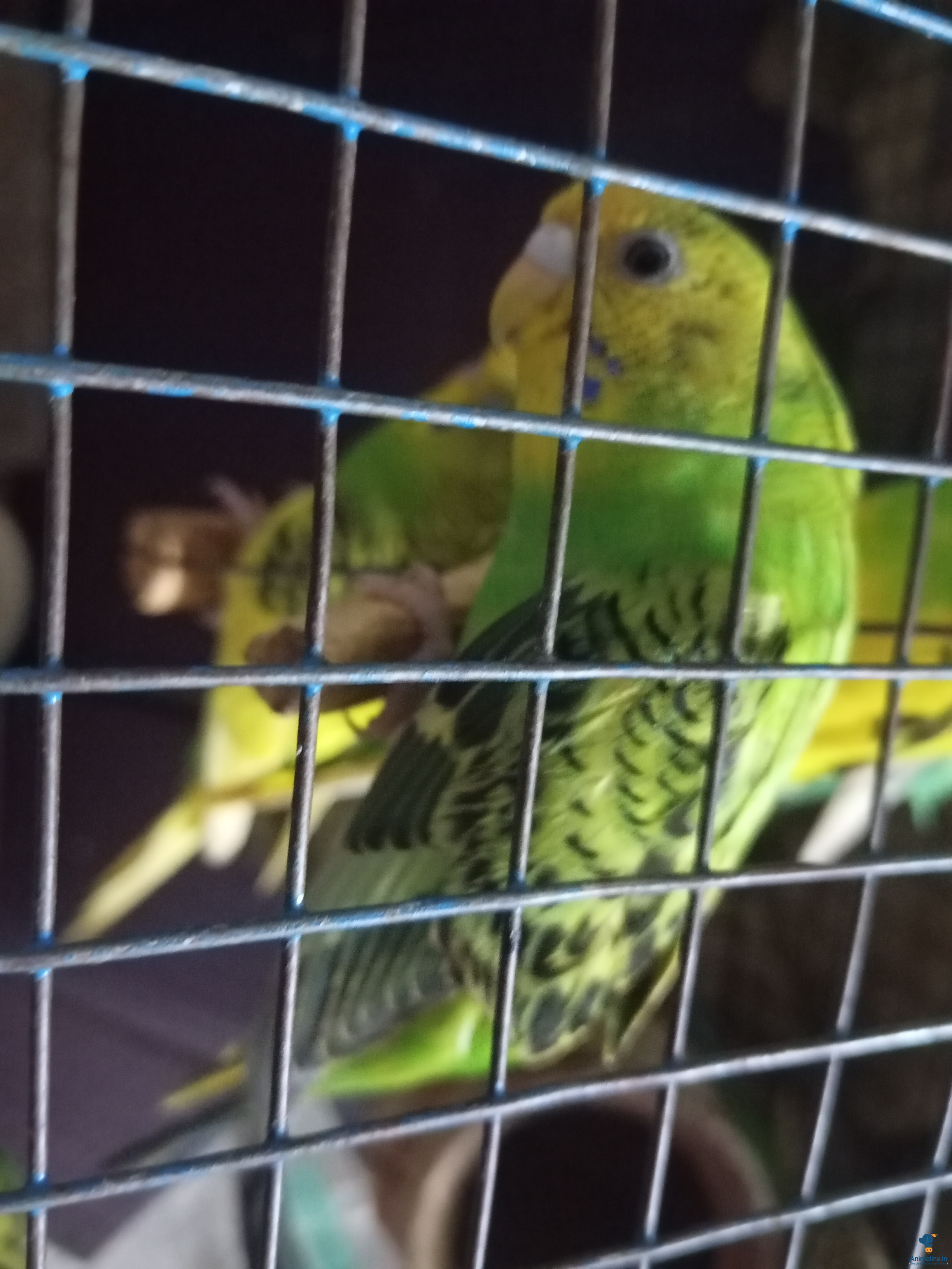 Premium  Bird for Adoption