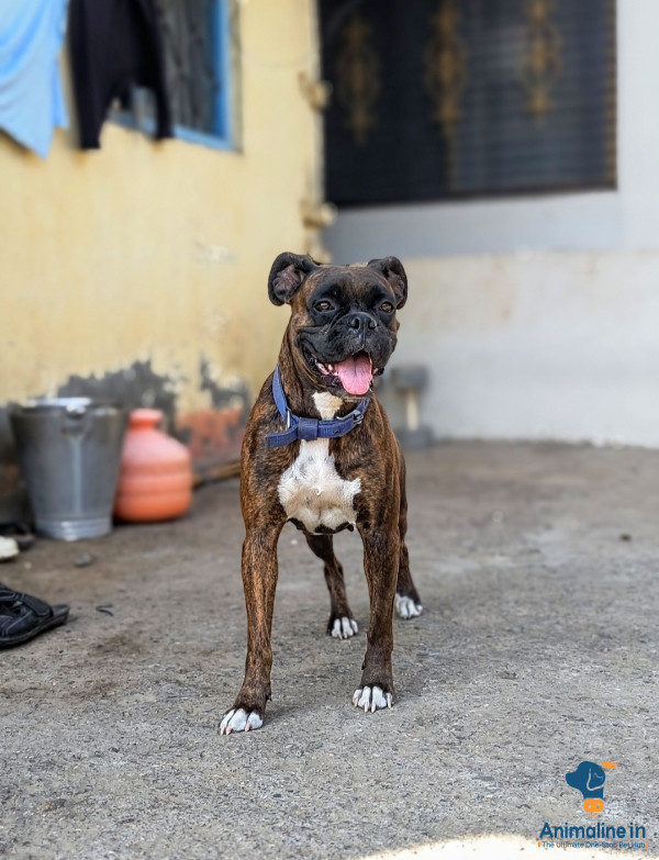 3 years old beautiful dog