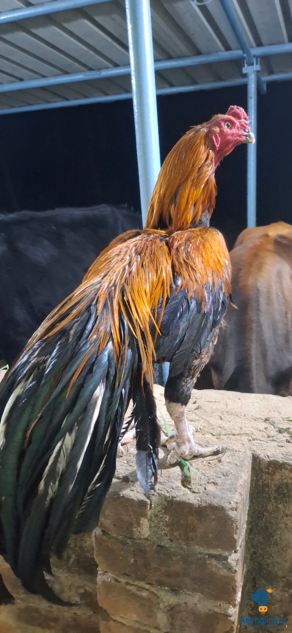 1 year old Rooster 