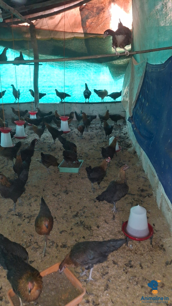 Sonali Koli & eggs available 