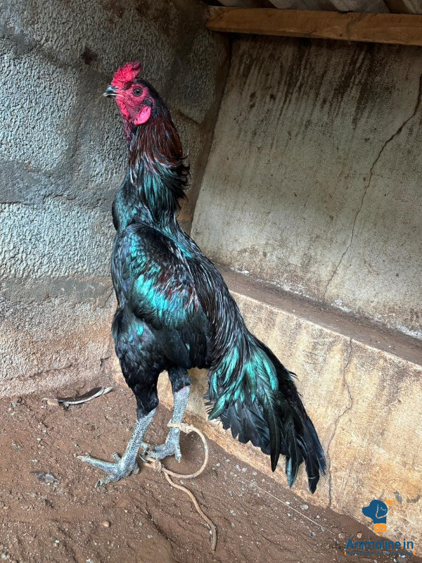 Premium Aseel Hen for Adoption