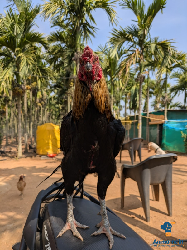 We have raising nati koli in free range its top line 