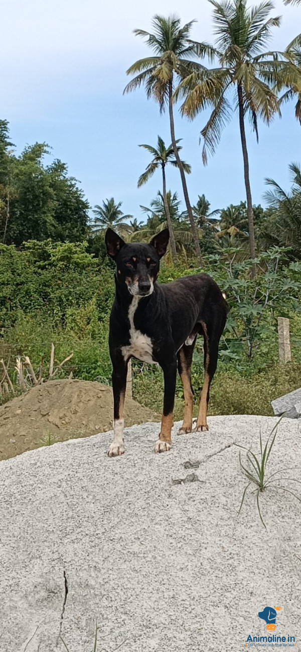1 year old male dog