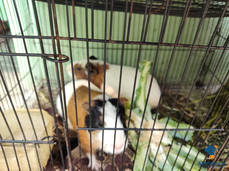 Premium  Hamster for Adoption