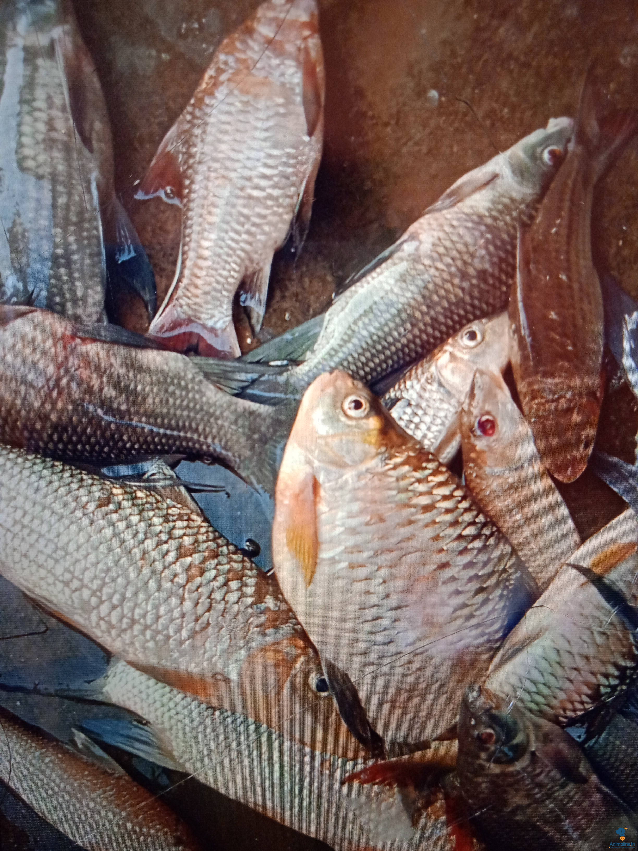 ಪ್ರೀಮಿಯಂ  Fish {} 