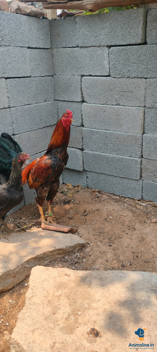 1 varshada hunja 
