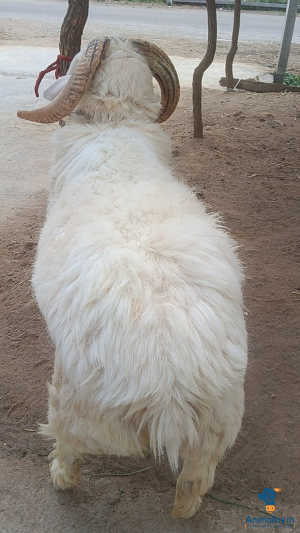 Good and healthy sheeps