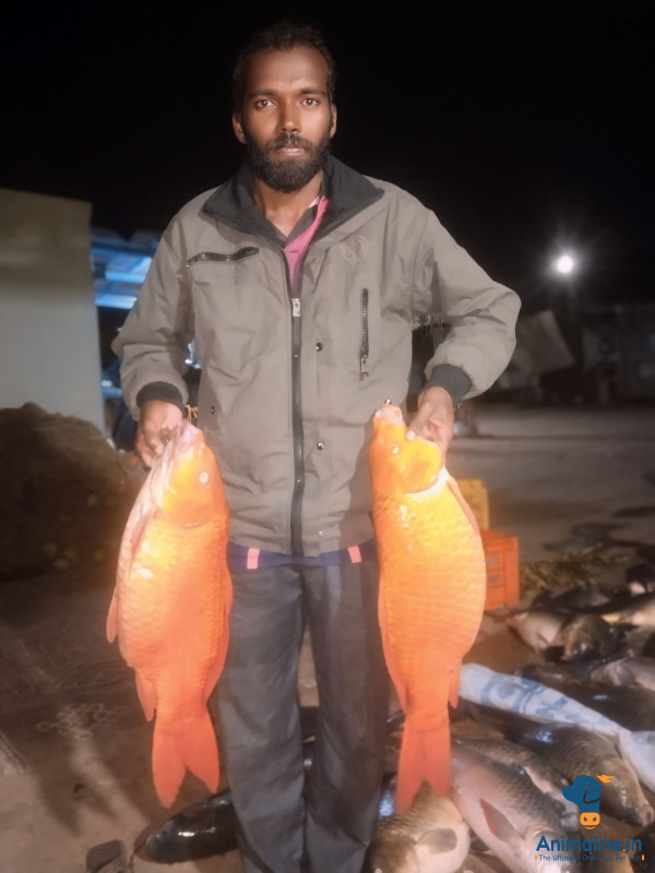 ಮಾರಾಟಕ್ಕಿದೆ ಆರೋಗ್ಯಕರ