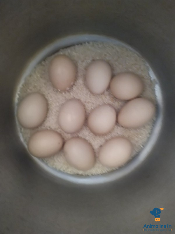 Premium  Eggs for Adoption