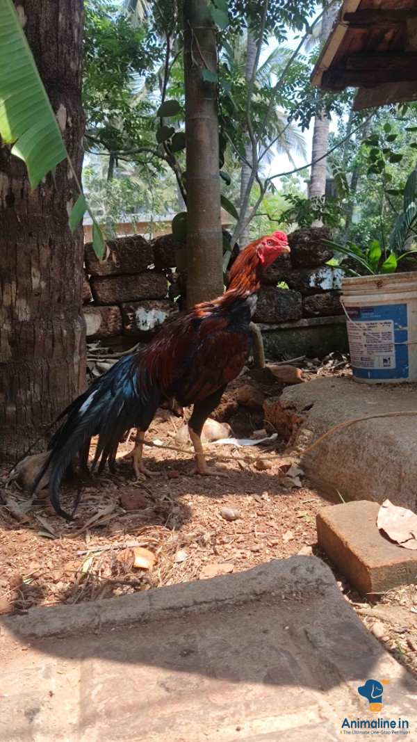 1 year old rooster for sale