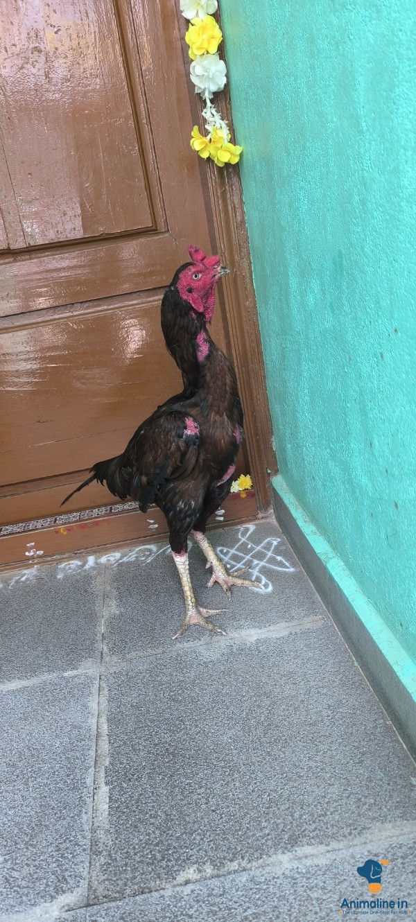ಪ್ರೀಮಿಯಂ Aseel Hen {}