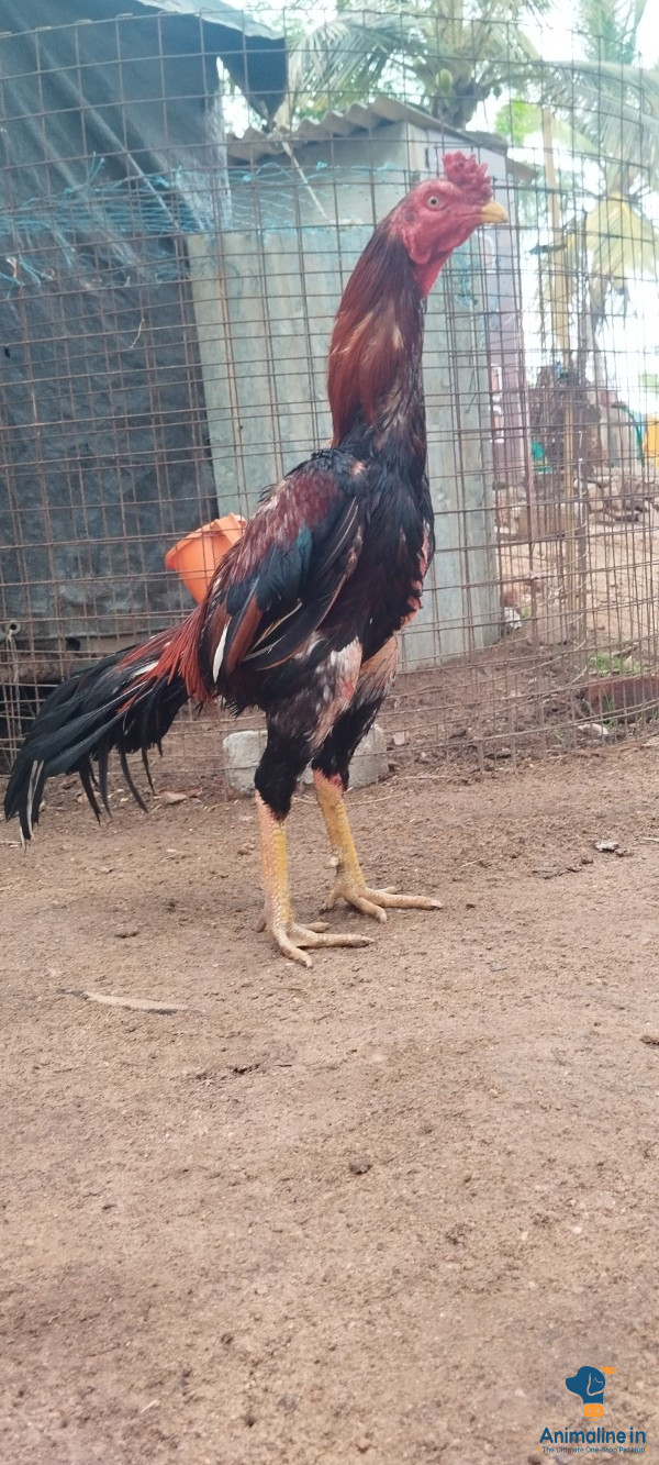 Premium Aseel Hen for Adoption