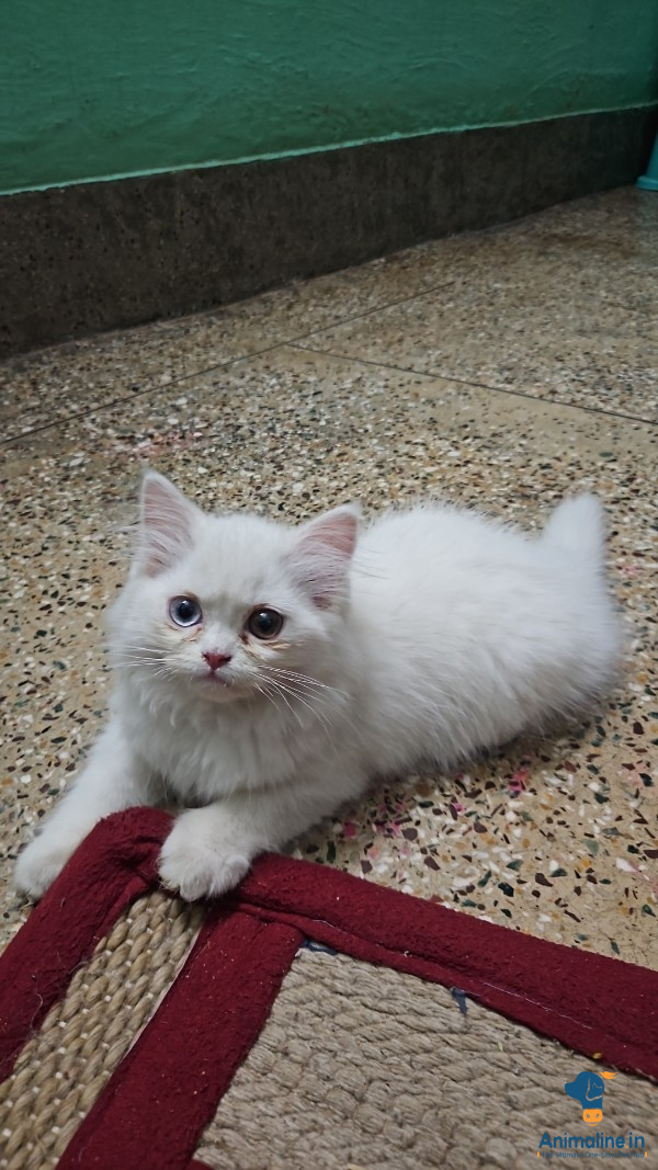 female persian cat white colour