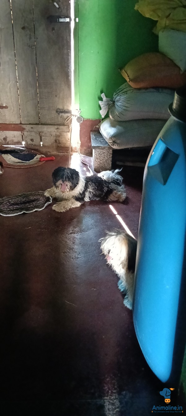 ಪ್ರೀಮಿಯಂ Shih Tzu ನಾಯಿ {}
