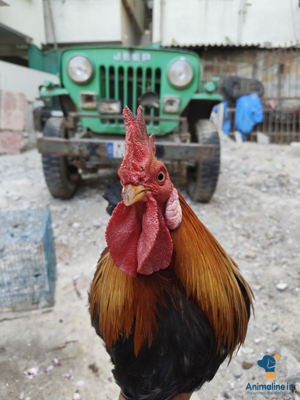 1.8 year old rooster breeder male 