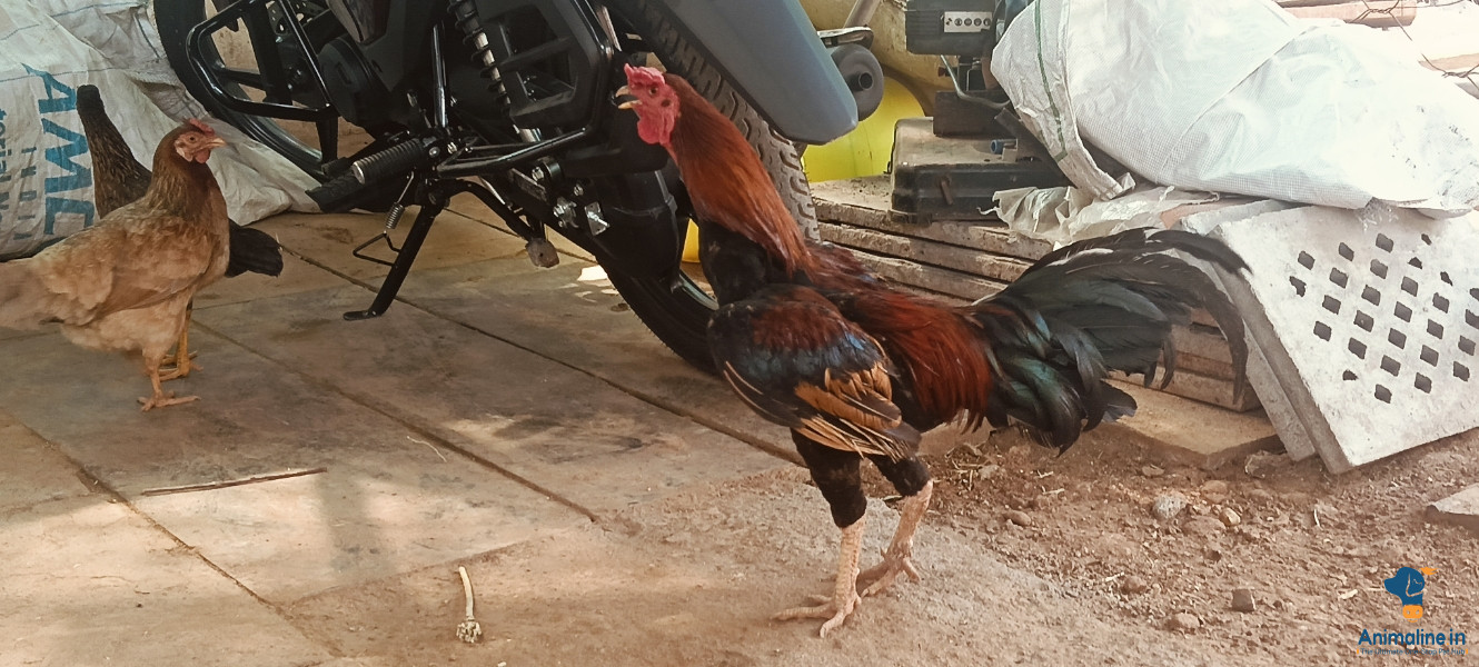 ಒಂದು ವರುಶದ ಹೊಂಜ 
