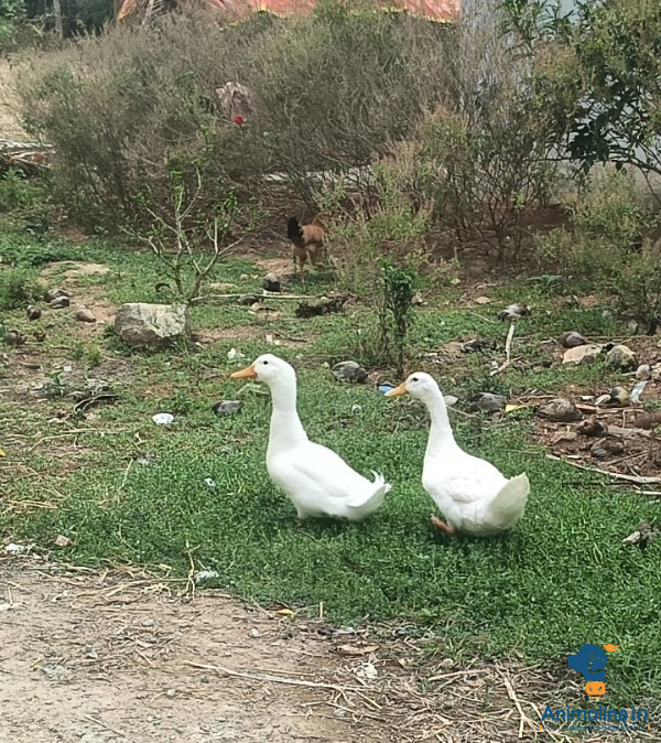 Male & female 