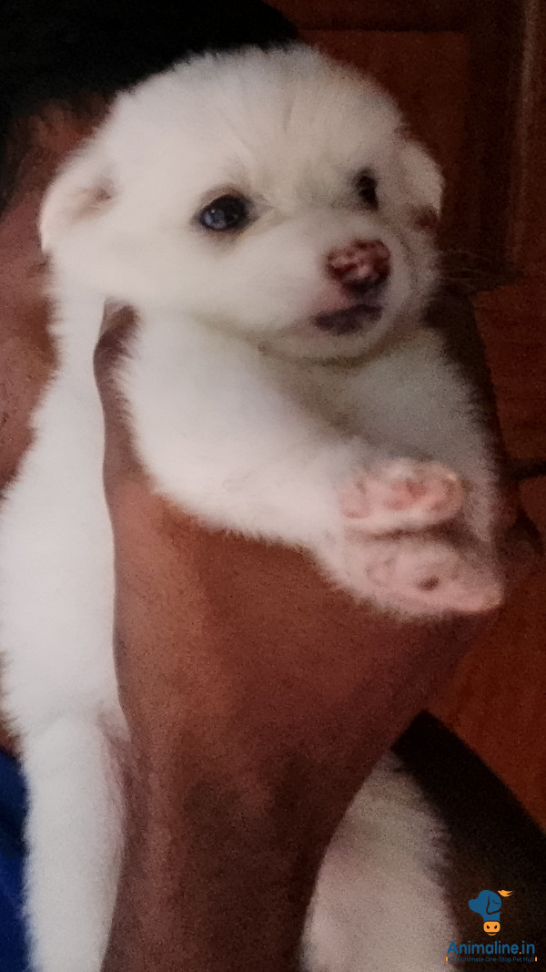 Healthy and Active Male&Females Pomeranian for Sale