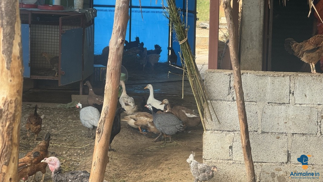 1 year old desi country meat duck