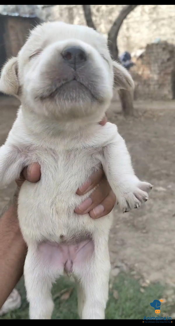 Labrador female puppy 