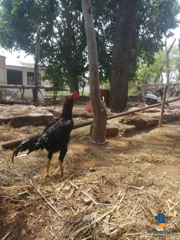 ಮಾರಾಟಕ್ಕಿದೆ ಆರೋಗ್ಯಕರ ಪುರುಷ Aseel