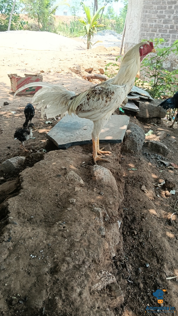 ಮಾರಾಟಕ್ಕಿದೆ ಆರೋಗ್ಯಕರ ಪುರುಷ Aseel