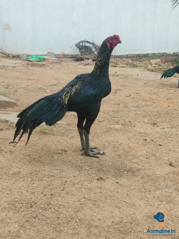 Healthy and Active Male Aseel for Sale