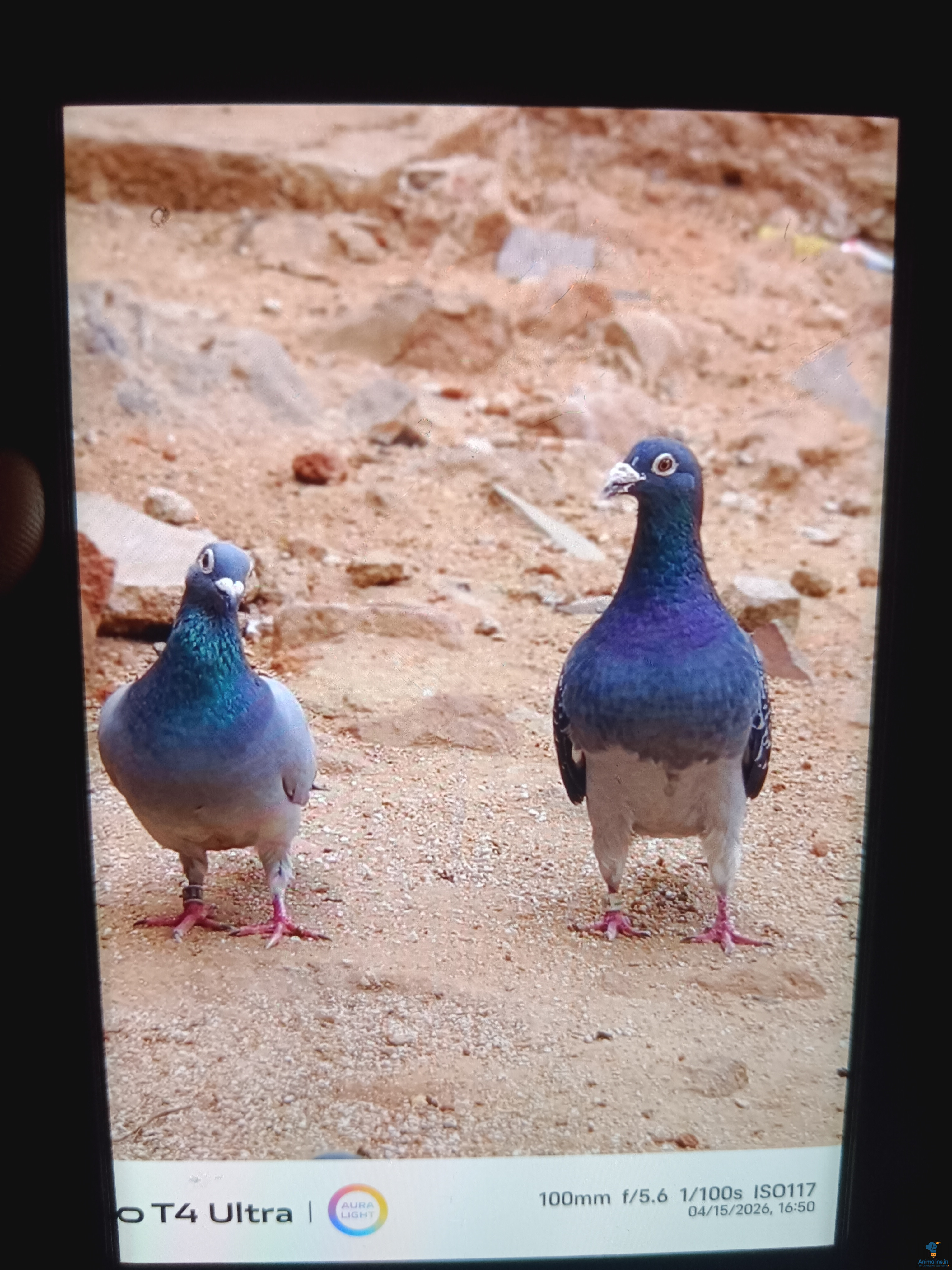 Premium  Bird for Adoption