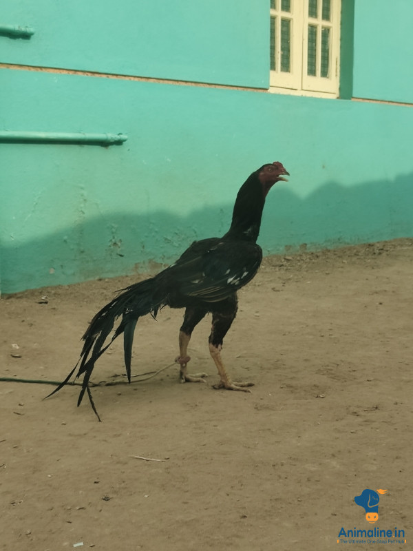 Healthy and Active Male Aseel for Sale