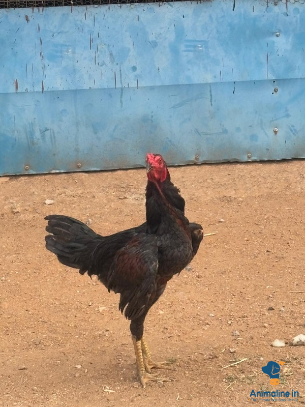 8 month aseel fight hen ready to fight 