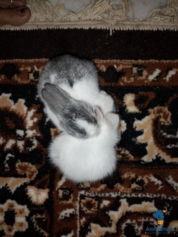 6 months old rabbit