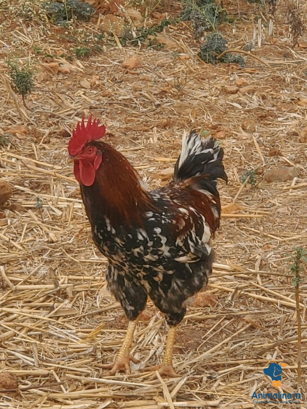 Premium Desi Murgi or Nati Kohli Hen for Adoption