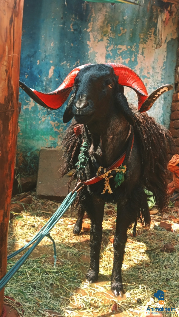 Healthy and Active Male Trichy Black for Sale