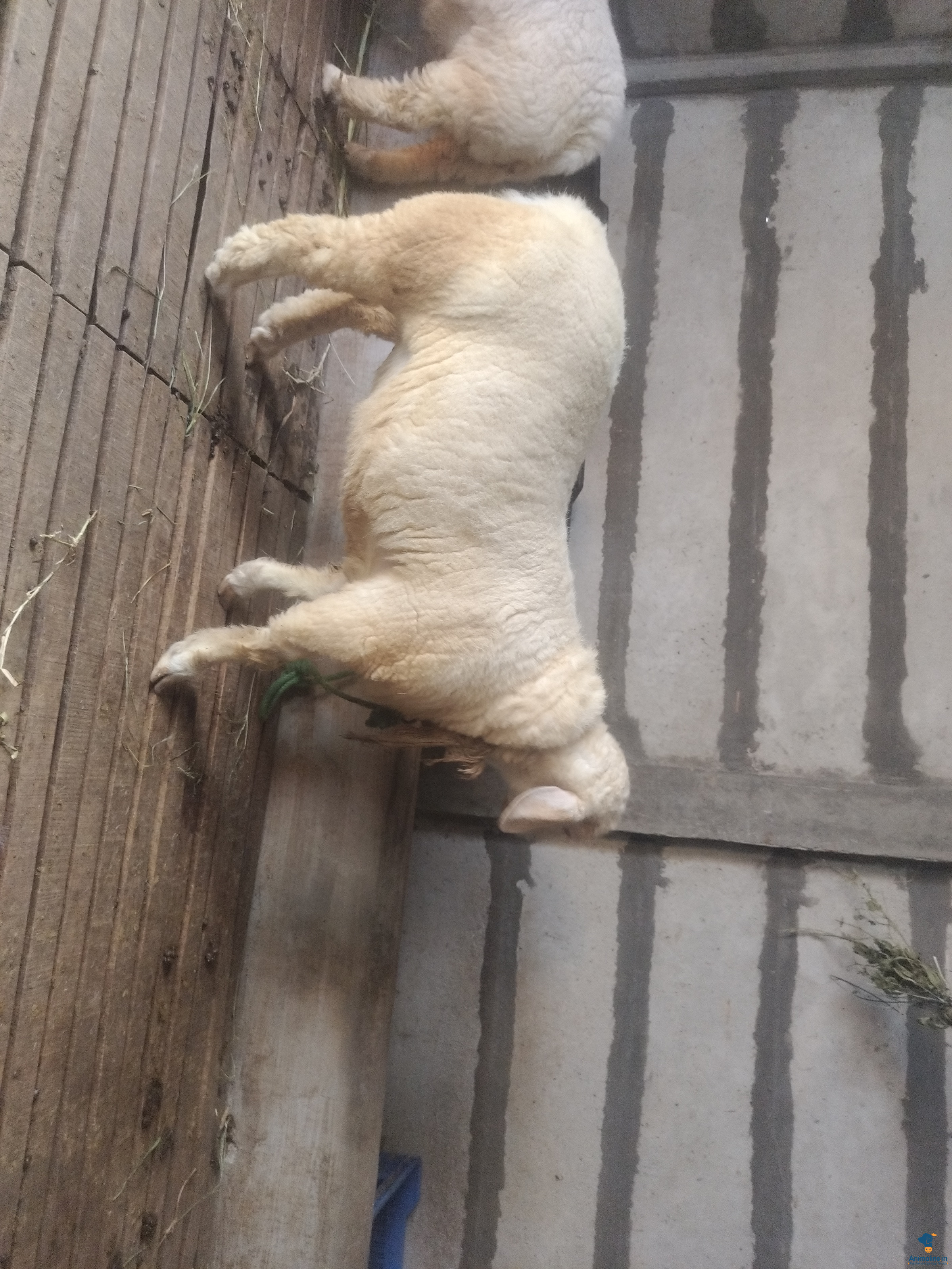 Sheep male