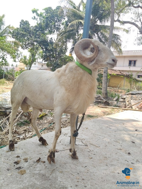 1.5 years old sheep 