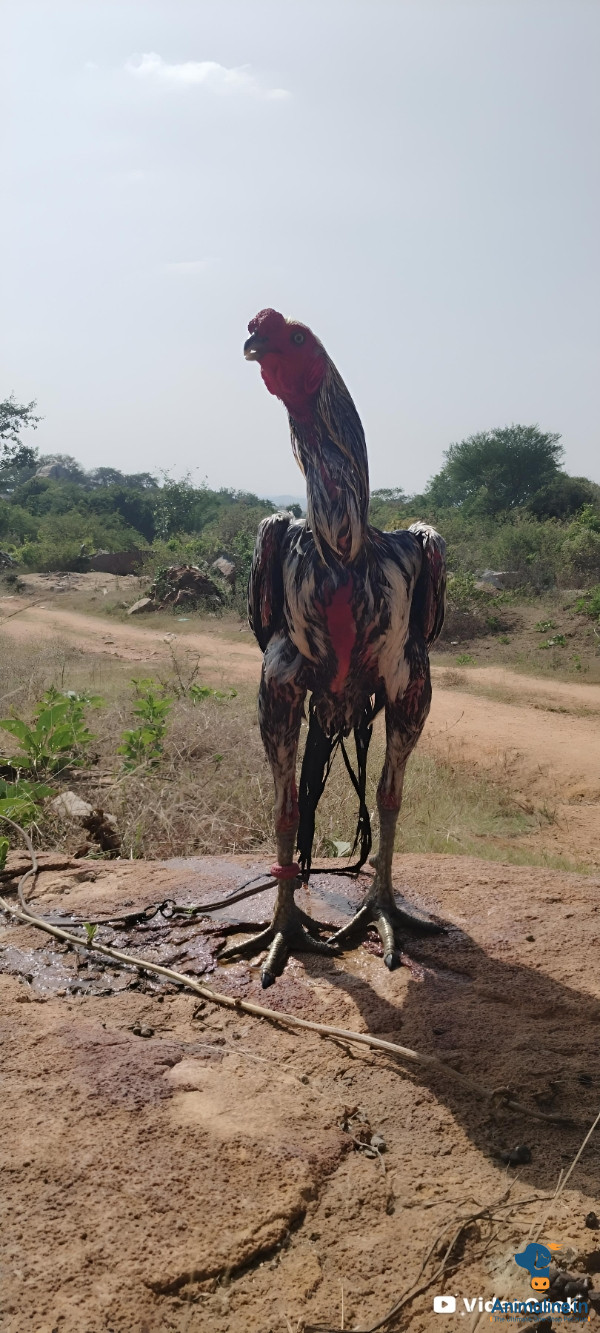 2 ವರ್ಷದ ಹುಂಜ 