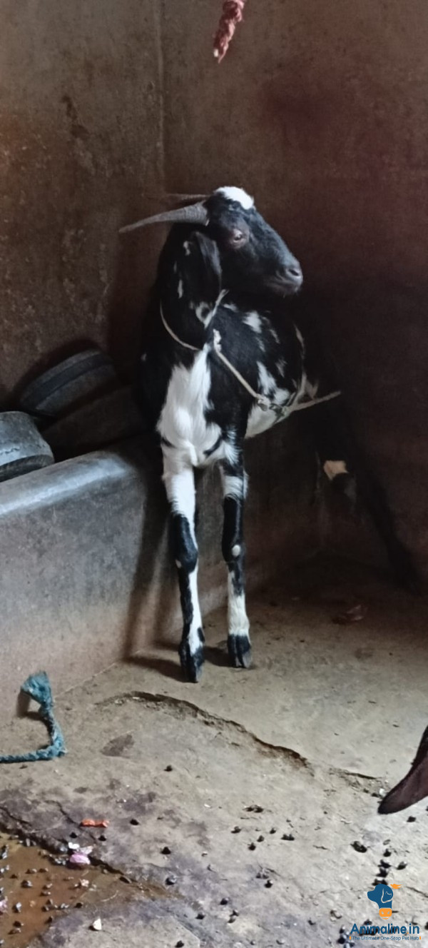 Healthy and Active Male Others for Sale