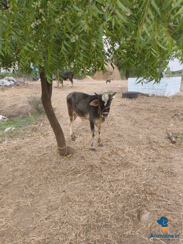 ಪ್ರೀಮಿಯಂ Desi Cross Bull {}