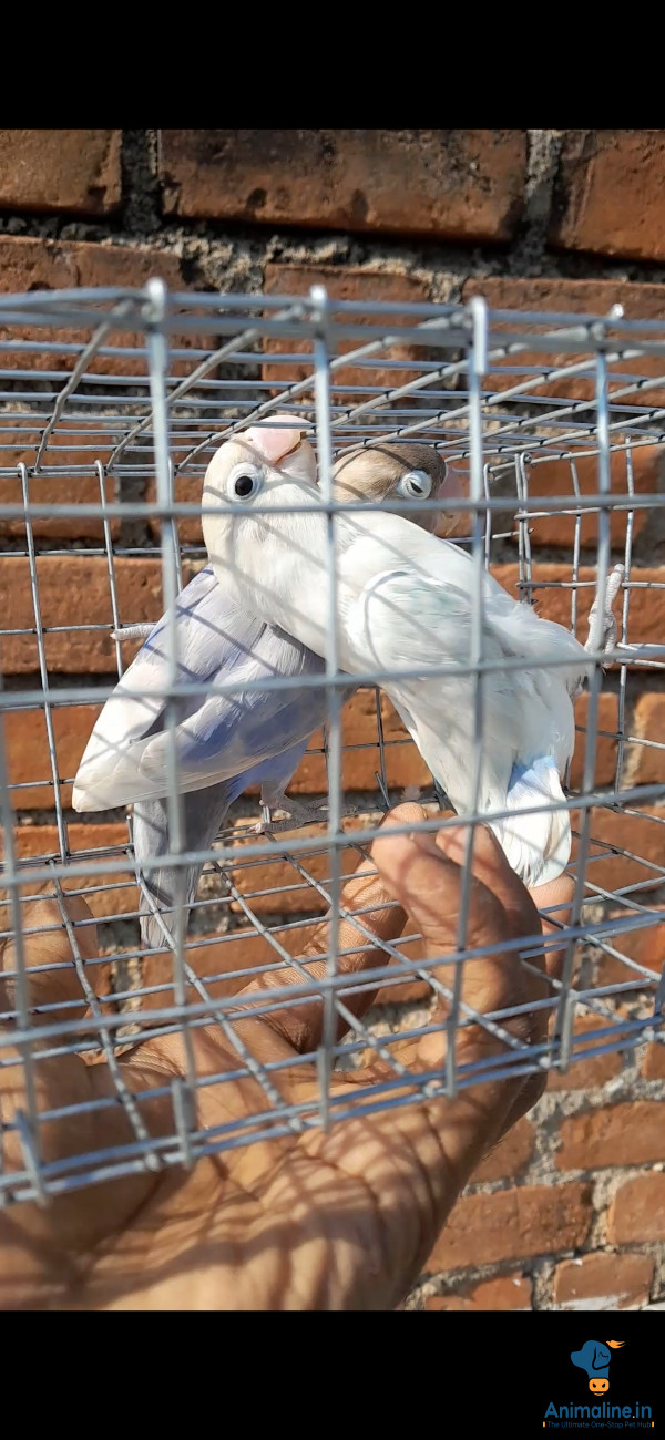 Breeding pair 